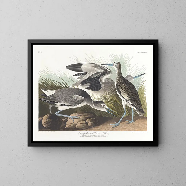 Bécassine semipalmée eller willet - John James Audubon — inramlat konstverk på väggen