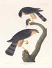 Faucon à peau acérée - John James Audubon — vy av konstverket