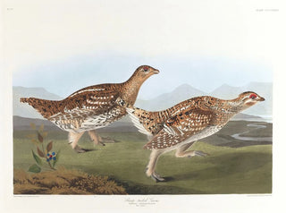 Tétras à queue pointue - John James Audubon — vy av konstverket