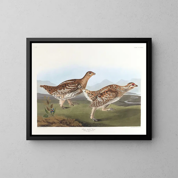 Tétras à queue pointue - John James Audubon — inramlat konstverk på väggen