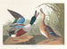 Kanadagås - John James Audubon — vy av konstverket