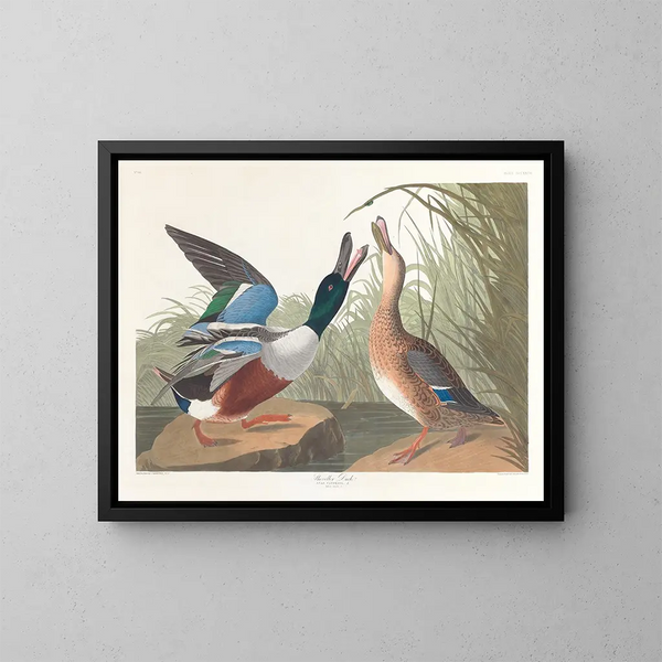 Kanadagås - John James Audubon — inramlat konstverk på väggen