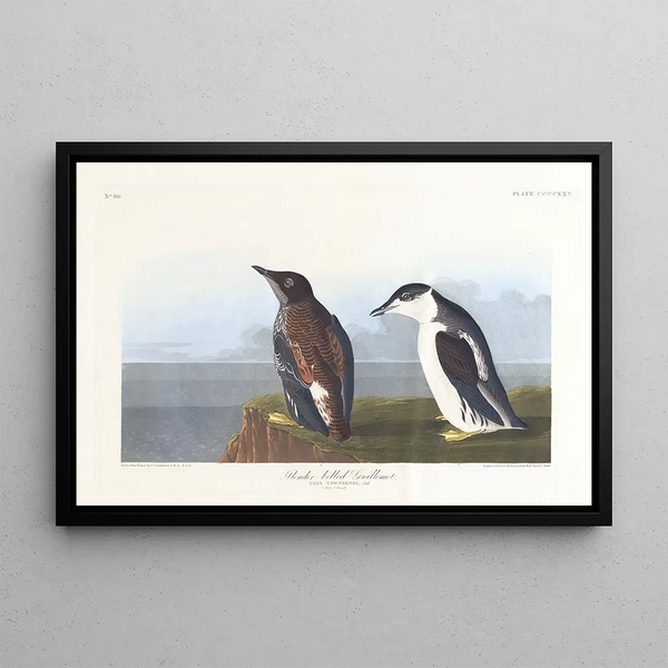 Guillemot à bec mince - John James Audubon — inramlat konstverk på väggen