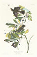 litet moucherolle med grön krön - John James Audubon — vy av konstverket