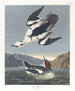 Smew eller vit nunna - John James Audubon — vy av konstverket