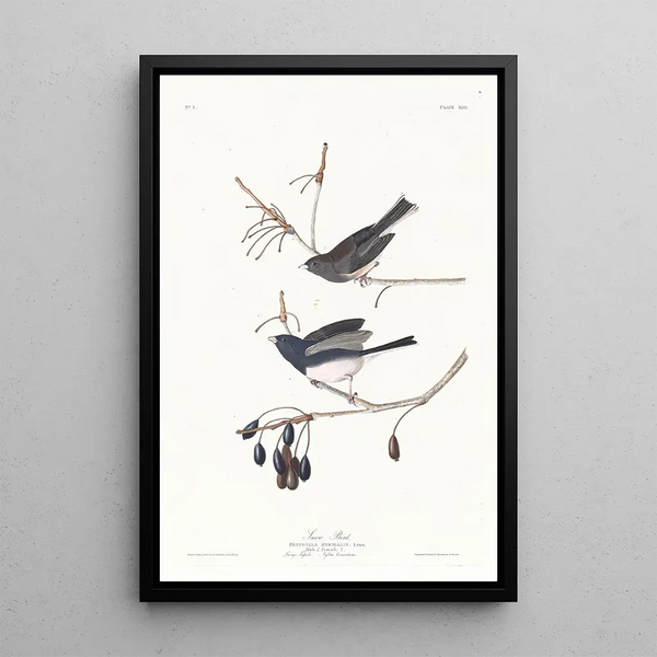 John James Audubon - Snow bird.webp