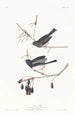 Fågel av snö - John James Audubon — vy av konstverket