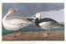 Oies des neiges - John James Audubon — vy av konstverket