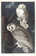 Harfang des neiges - John James Audubon — vy av konstverket