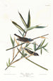 Moucherolle solitaire ou viréo - John James Audubon — vy av konstverket