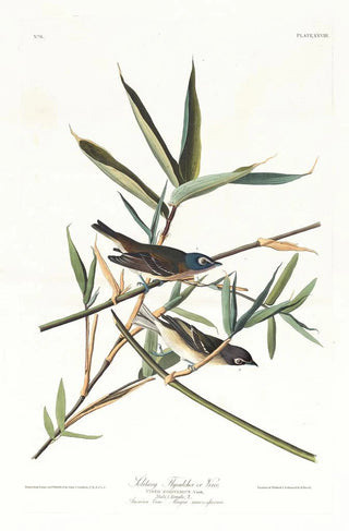 John James Audubon - Solitary flycatcher or vireo.webp