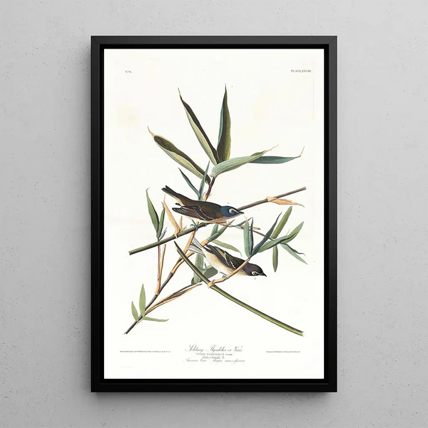 John James Audubon - Solitary flycatcher or vireo.webp