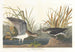 Chevalier solitaire - John James Audubon — vy av konstverket
