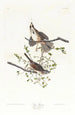 Bruant chanteur - John James Audubon — vy av konstverket