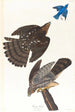 Faucon de Stanley - John James Audubon — vy av konstverket