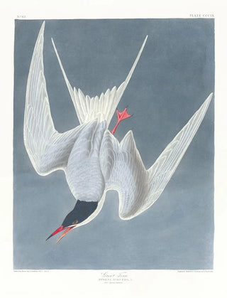 John James Audubon - Sterna hirundo.webp