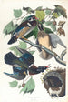 Kanadagäss sommar eller skäggdopping - John James Audubon — vy av konstverket