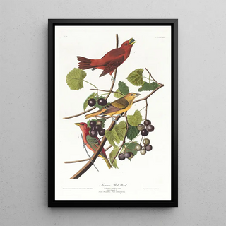 John James Audubon - Summer red bird.webp