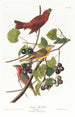Tangara d'été - John James Audubon — vy av konstverket