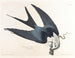 Faucon à queue fourchue - John James Audubon — vy av konstverket