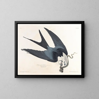 John James Audubon - Swallowtailed hawk.webp