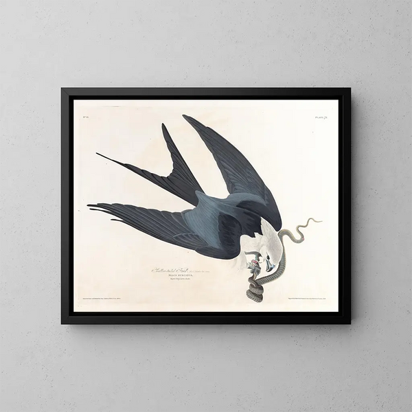 Faucon à queue fourchue - John James Audubon — inramlat konstverk på väggen
