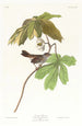 Bruant des marais - John James Audubon — vy av konstverket