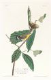 Paruline de Swainson - John James Audubon — vy av konstverket