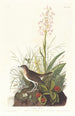 Grive fauve - John James Audubon — vy av konstverket