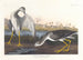 Barge à queue noire eller bécassine - John James Audubon — vy av konstverket