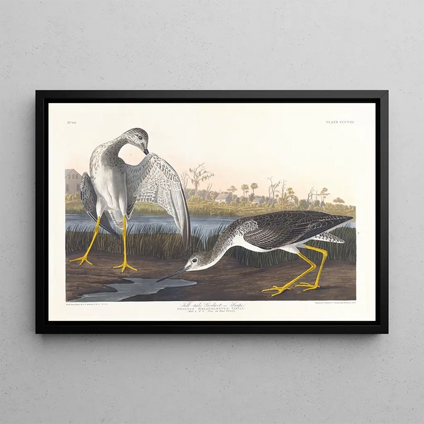 Barge à queue noire eller bécassine - John James Audubon — inramlat konstverk på väggen