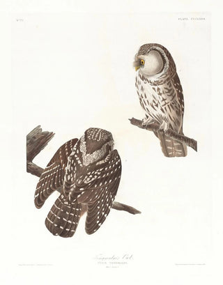 John James Audubon - Tengmalms owl.webp