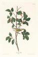 Paruline du Tennessee - John James Audubon — vy av konstverket