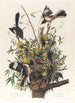 Le moqueur - John James Audubon — vy av konstverket