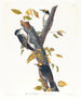 Pic tridactyle - John James Audubon — vy av konstverket