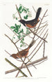 Bruant à gorge rousse - John James Audubon — vy av konstverket