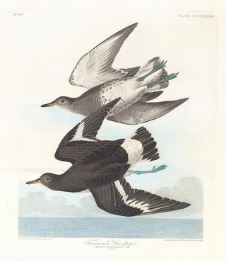 John James Audubon - Townsends sandpiper.webp
