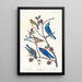 Paruline de Townsend, Merlebleu arctique, Merlebleu de l'Ouest - John James Audubon — inramlat konstverk på väggen