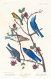 Paruline de Townsend, Merlebleu arctique, Merlebleu de l'Ouest - John James Audubon — vy av konstverket