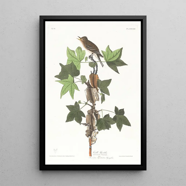 John James Audubon - Traills flycatcher.webp