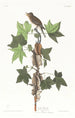 Moucherolle de Traill - John James Audubon — vy av konstverket