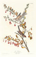 Reproduktion av målningen av trädsparv - John James Audubon