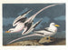Fågel tropisk - John James Audubon — vy av konstverket