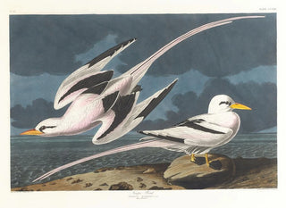Fågel tropisk - John James Audubon — vy av konstverket