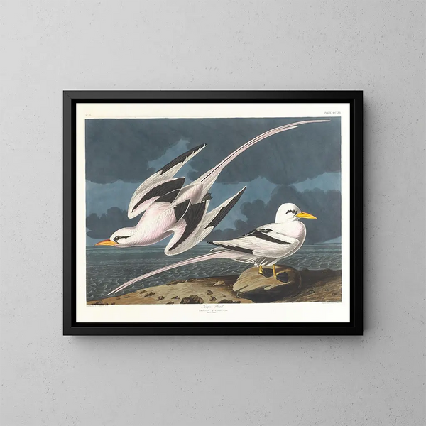 Fågel tropisk - John James Audubon — inramlat konstverk på väggen