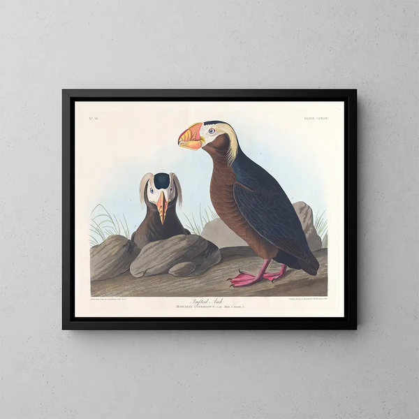 Macareux cornu - John James Audubon — inramlat konstverk på väggen