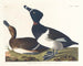 Fuligule milouin - John James Audubon — vy av konstverket