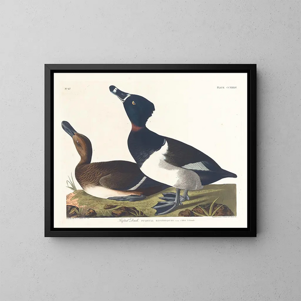Fuligule milouin - John James Audubon — inramlat konstverk på väggen