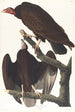 Urubu à tête rouge - John James Audubon — vy av konstverket