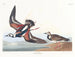 Bécasseau à collier - John James Audubon — vy av konstverket